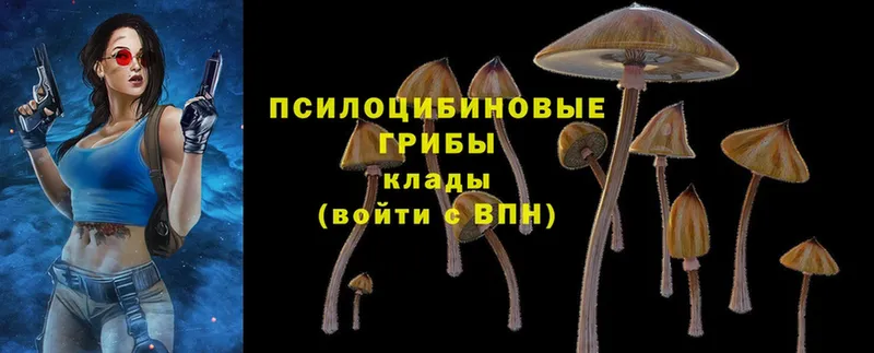 Галлюциногенные грибы Psilocybe  сколько стоит  Балабаново 